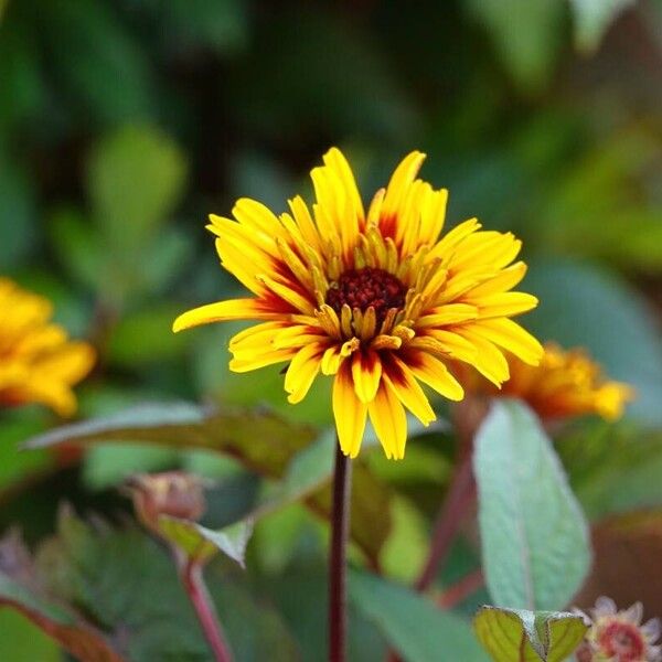 Heliopsis helianthoides ᱛᱟᱦᱮᱸ