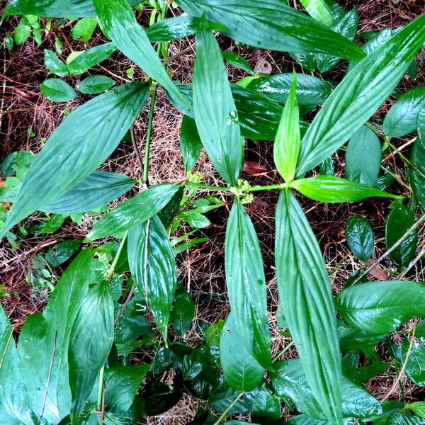 Spermacoce ocymifolia Folha