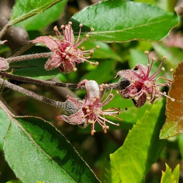 Grewia tembensis Blüte