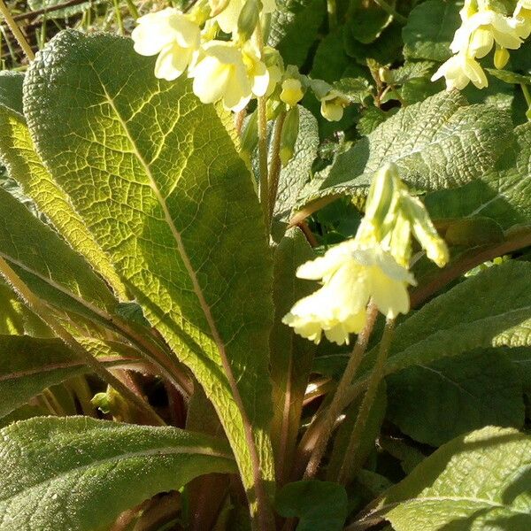 Primula elatior Hostoa