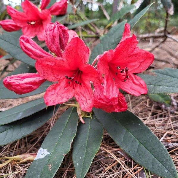 Rhododendron griersonianum