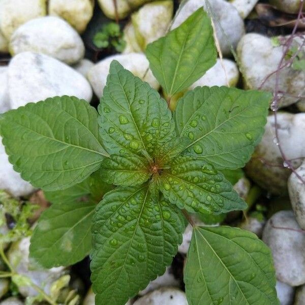 Acalypha virginica Levél