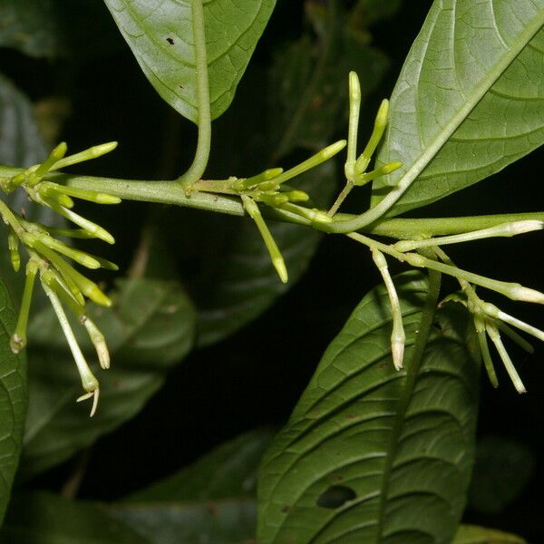 Cestrum microcalyx Vili