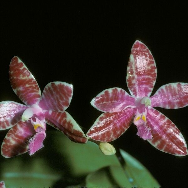 Phalaenopsis lueddemanniana Flower