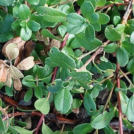 Arctostaphylos uva-ursi Φύλλο