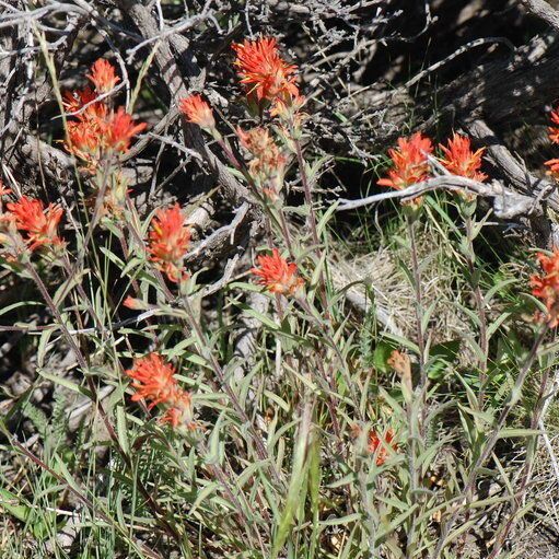 Castilleja peckiana (Peck's indian paintbrush)