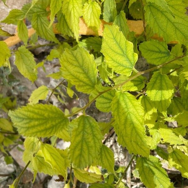 Celtis australis Leaf