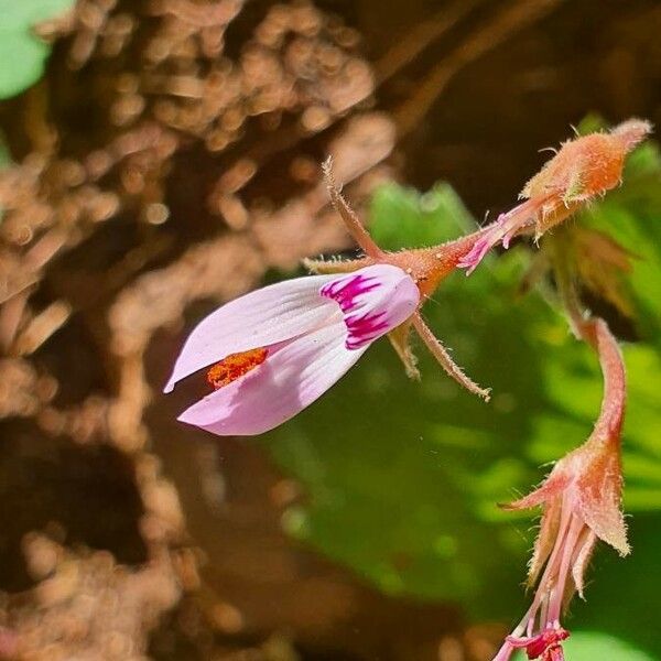 Pelargonium glechomoides Kukka