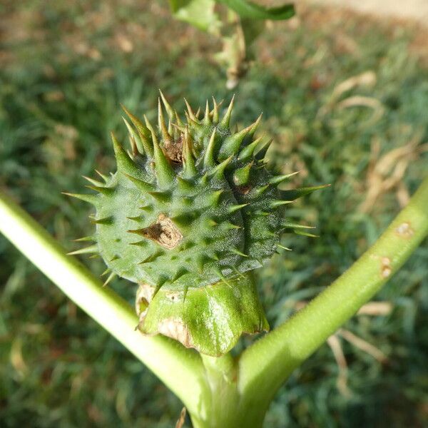 Datura ferox Frukt