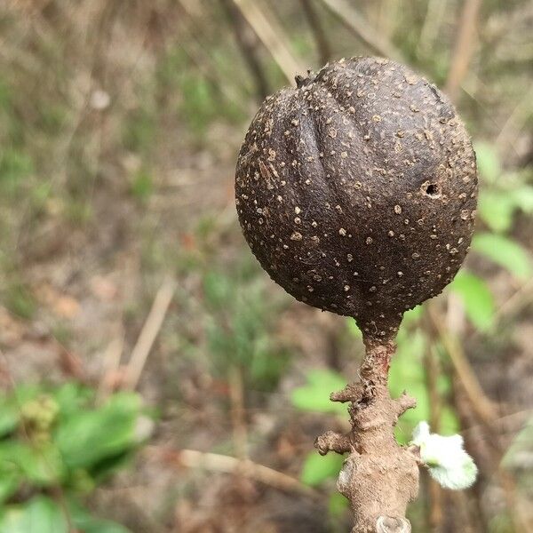 Macrosphyra longistyla Fruit