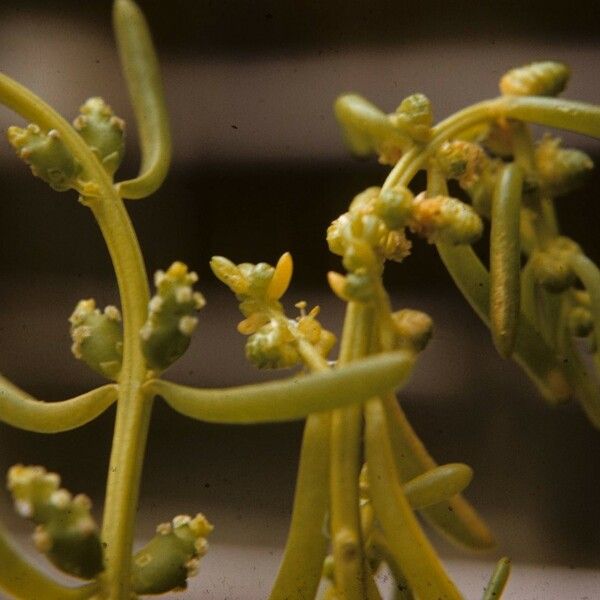 Batis maritima Flower