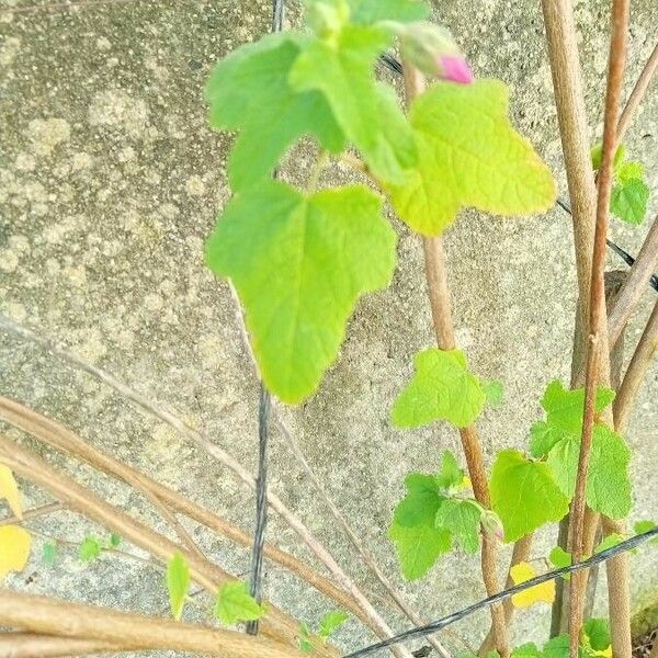 Malva unguiculata ഇല