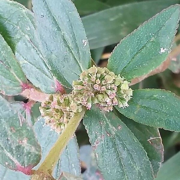 Euphorbia hirta Fiore