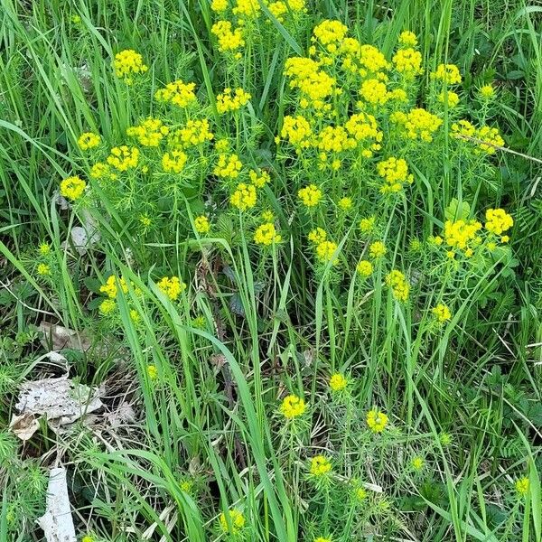 Euphorbia cyparissias Buveinė