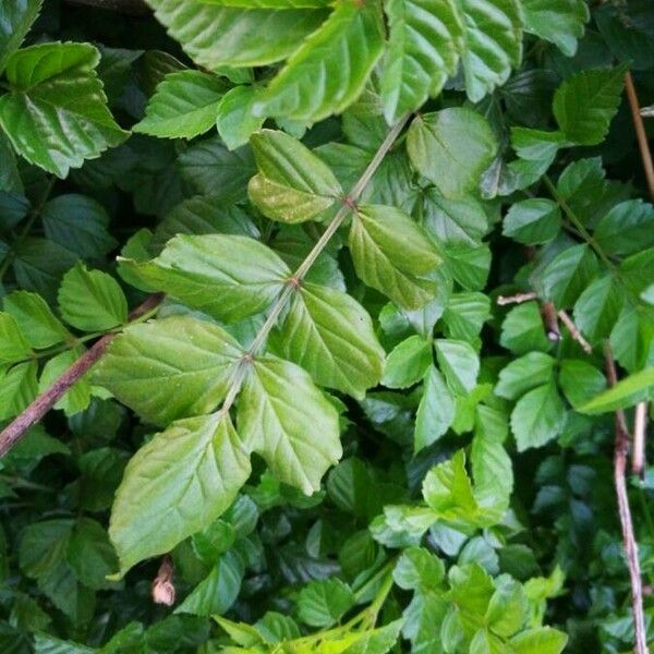 Tecomaria capensis برگ