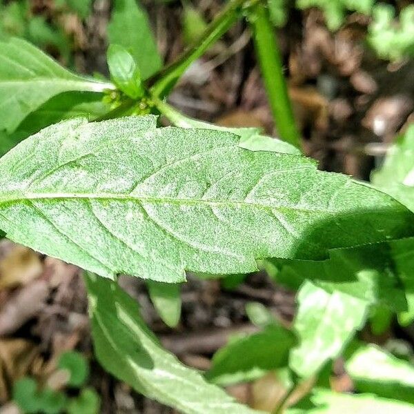 Bidens tripartita Leaf