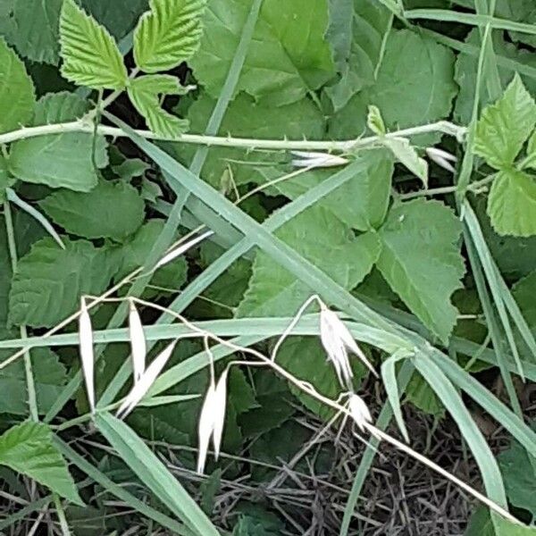 Avena fatua Flower