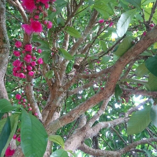 Syzygium malaccense Λουλούδι