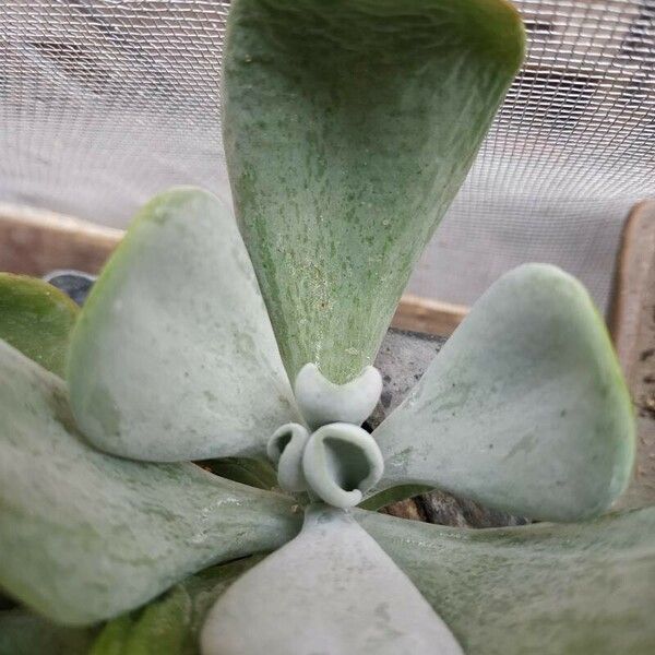 Cotyledon orbiculata برگ