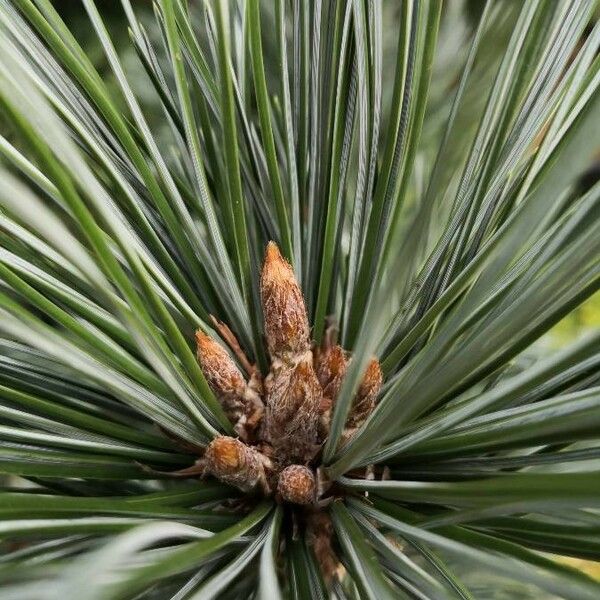 Pinus flexilis Feuille