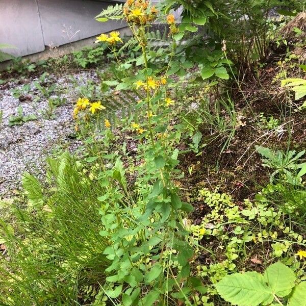 Hypericum maculatum Характер