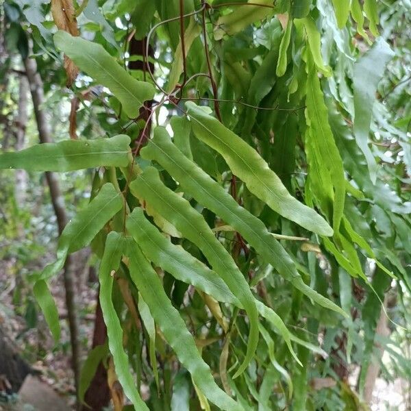 Lygodium reticulatum Leaf