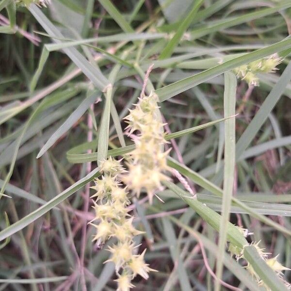 Cenchrus spinifex Цветок