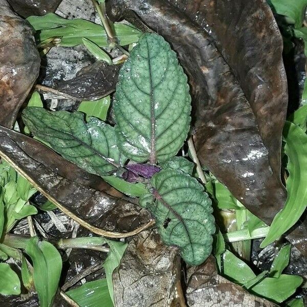 Hemigraphis alternata Leaf