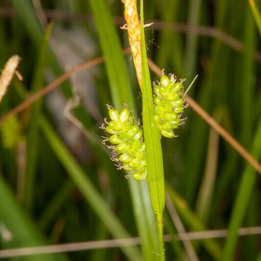 Carex pallescens Kwiat