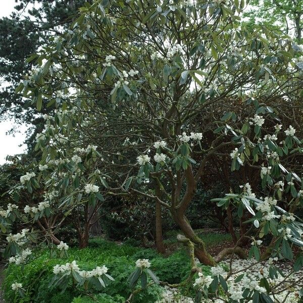 Rhododendron grande