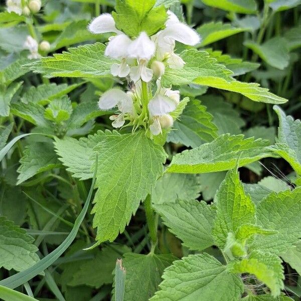 Lamium album Virág