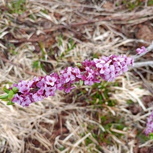 Daphne mezereum Fiore