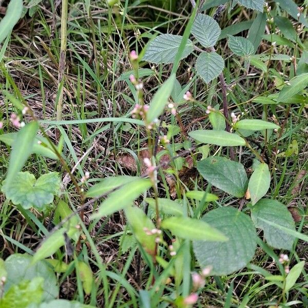 Persicaria minor Yeri