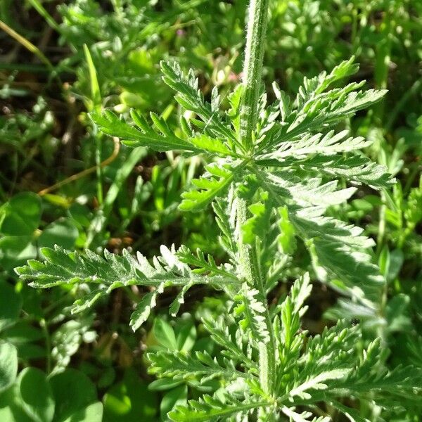 Achillea ligustica Hoja