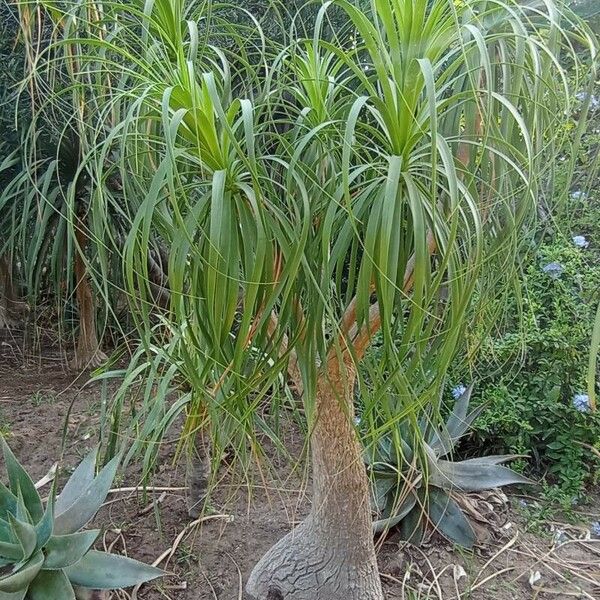 Beaucarnea recurvata Blad