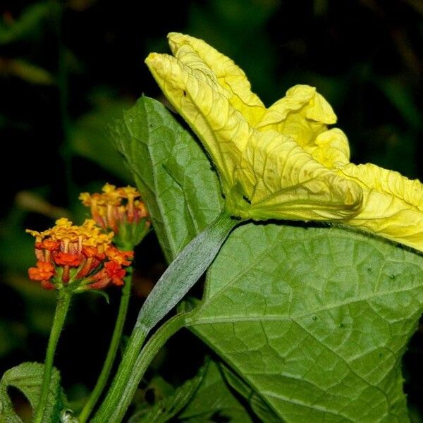 Luffa aegyptiaca Прочее