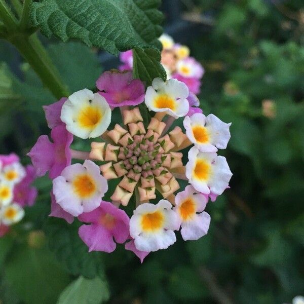 Lantana camara Virág