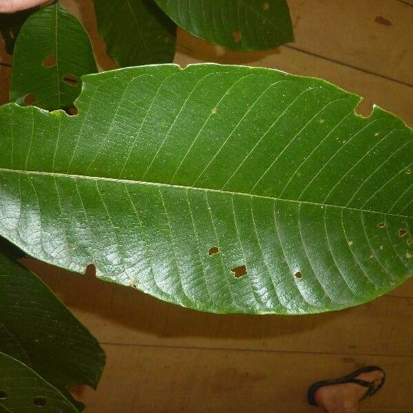 Isertia coccinea Leaf