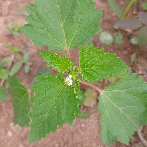 Croton hirtus ᱥᱟᱠᱟᱢ