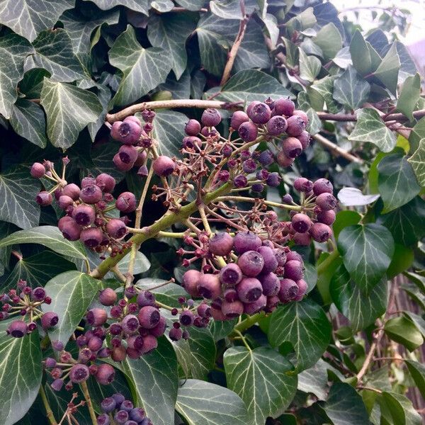 Hedera helix Плод