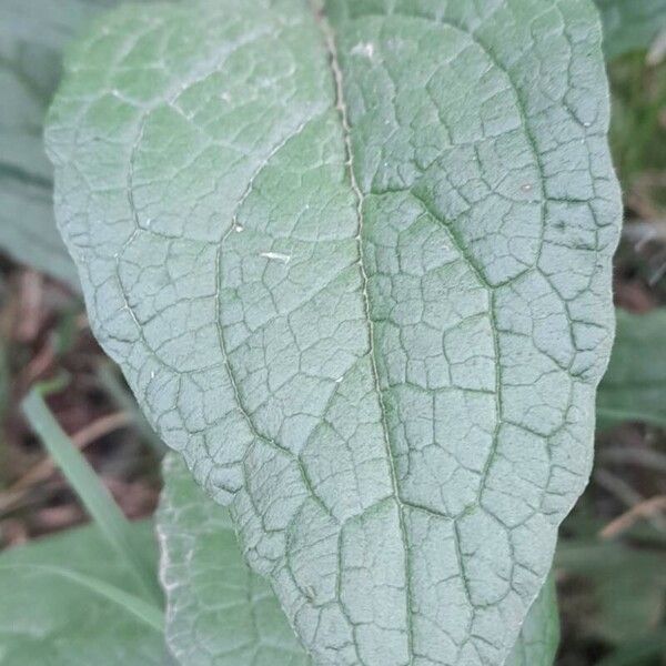 Verbascum virgatum Leaf