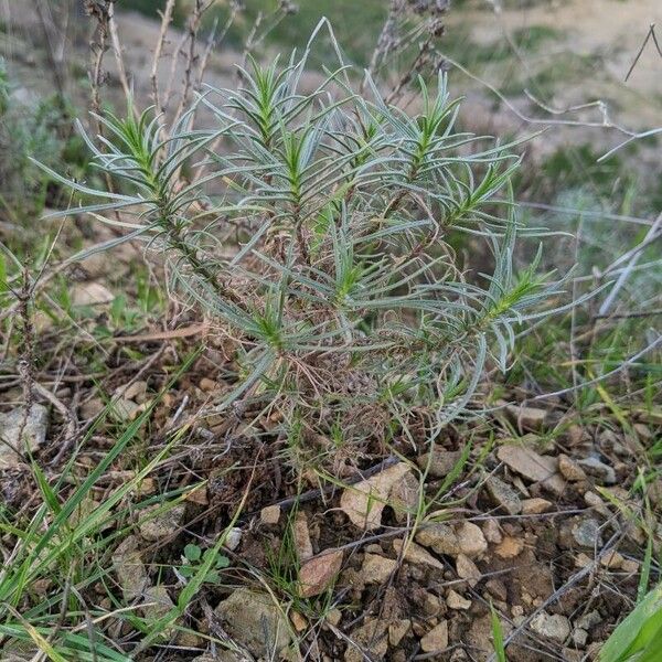 Plantago sempervirens Habit