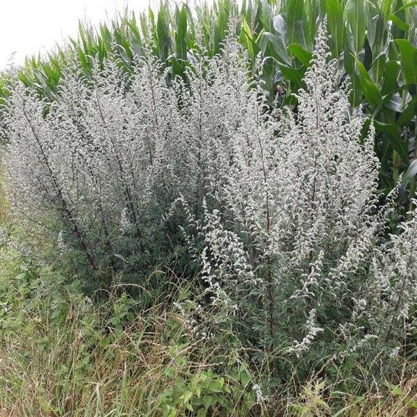 Artemisia vulgaris Habit