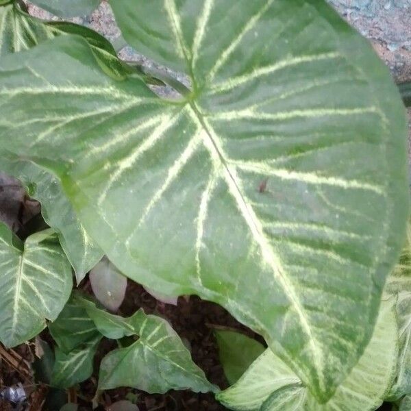 Syngonium angustatum Fulla