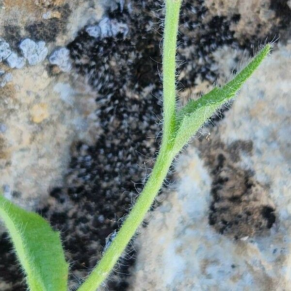 Arabidopsis thaliana кора