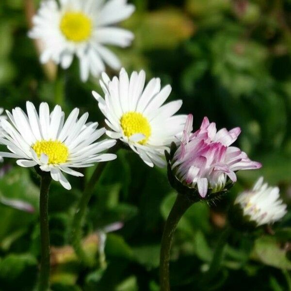 Bellis sylvestris Lorea