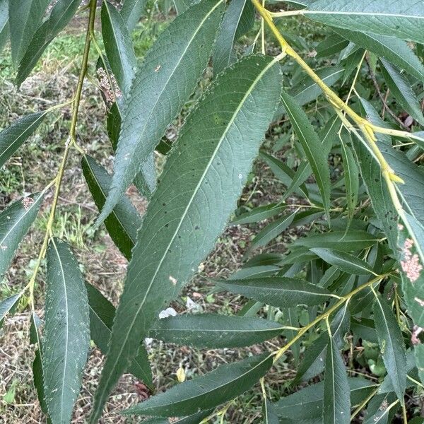 Salix lucida Hoja