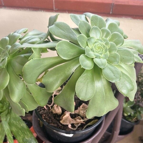 Aeonium canariense Hostoa