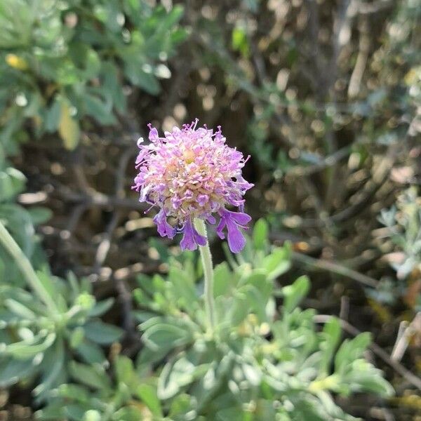 Lomelosia cretica Flower