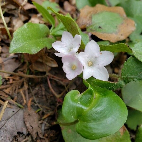 Epigaea repens Flower